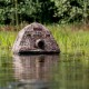 Buteo Photo Gear Drijftent Floating Hide Grebe II - tente flottante camouflage pour photographie animalière - Image 4